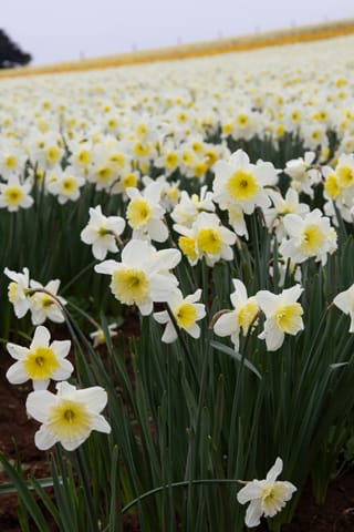 Spring Daffodils- 26.08.2021 