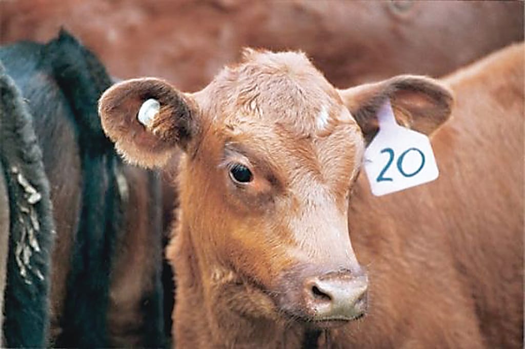 Top tips for calving season