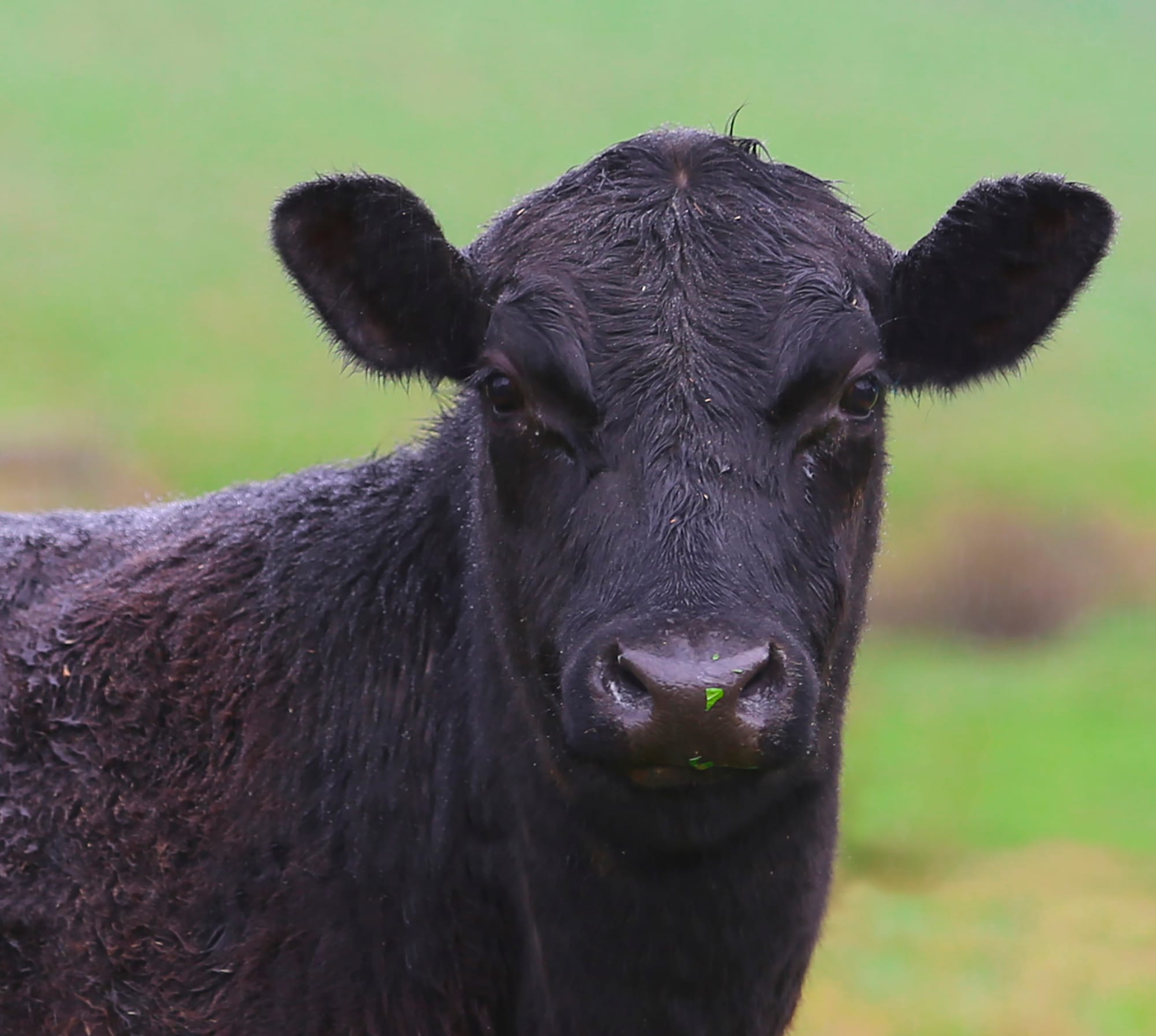 Grants available for dairy communities