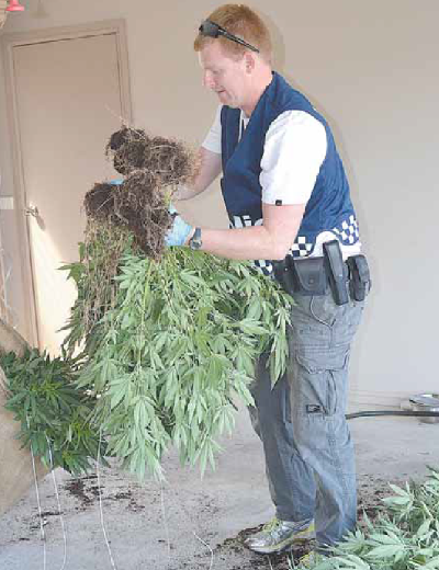 Marijuana found at Warragul house