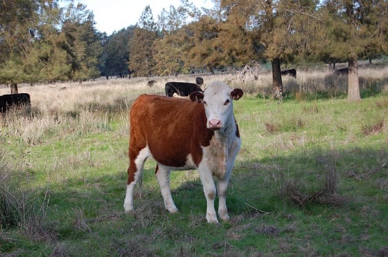 Monitor for staggers