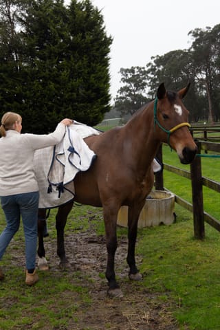 Horse & Calf - 26.08.2021  