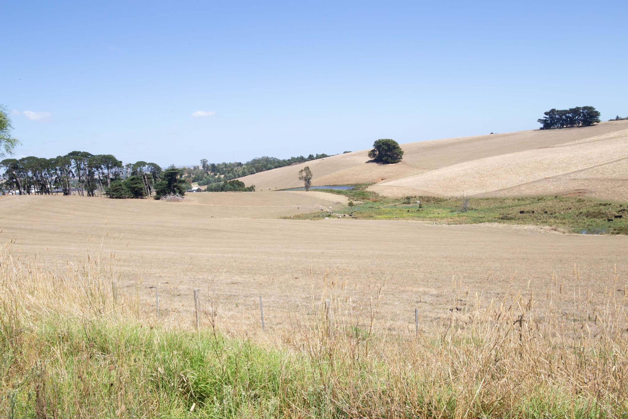 Dry Paddocks - 03.03.2022