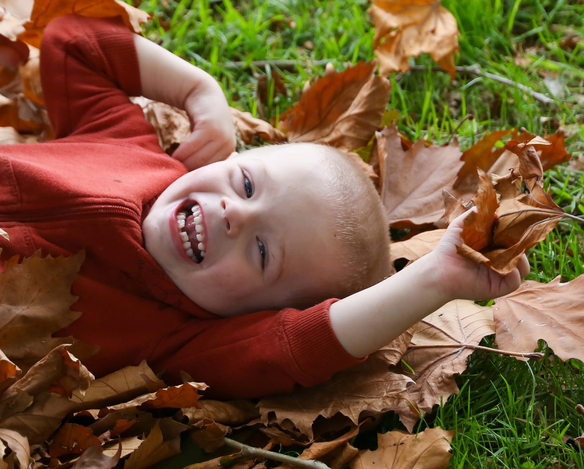 Autumn. 2 Year Old Carter - 07.06.2022