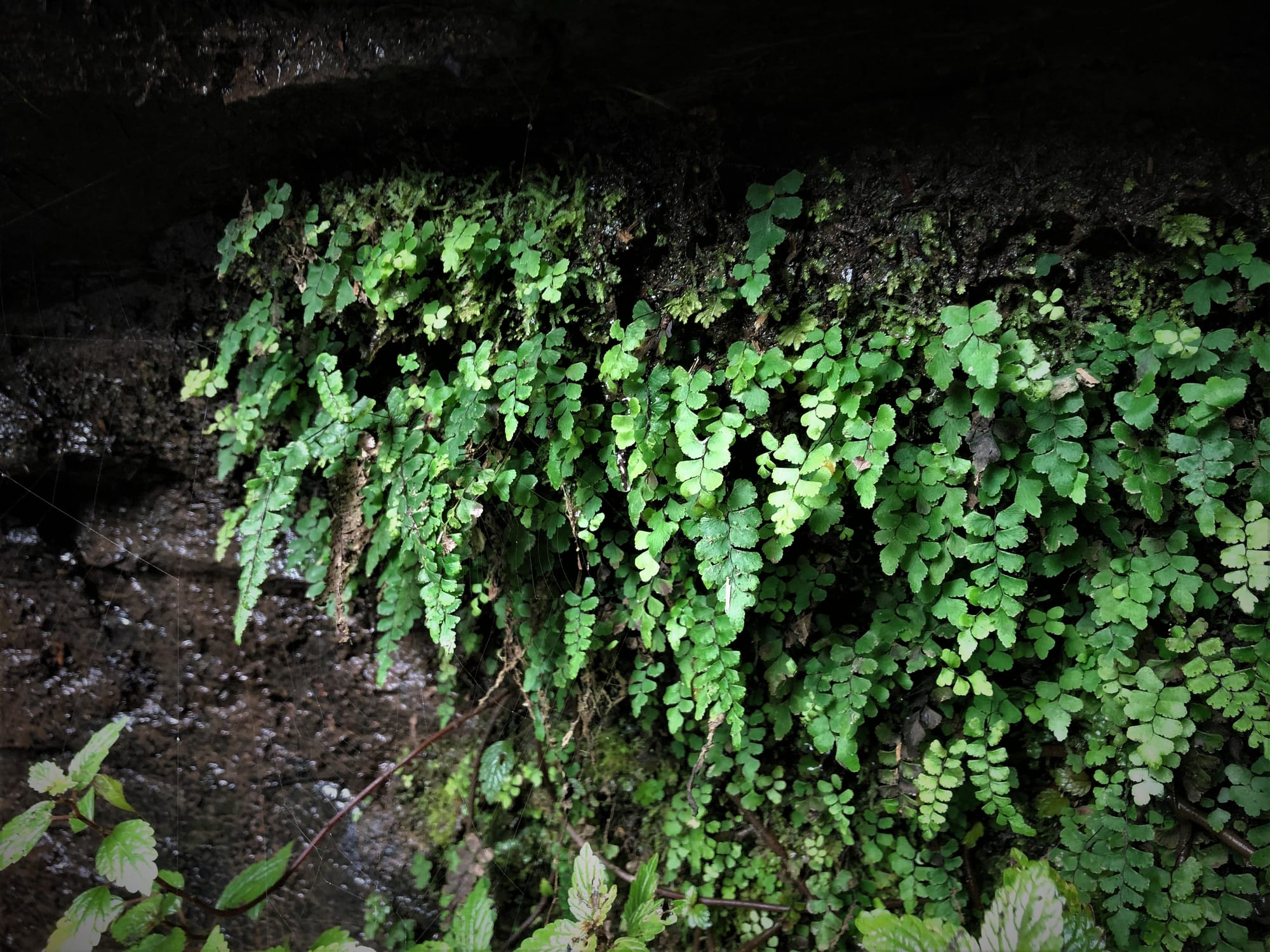 Rare fern in Sunny Creek