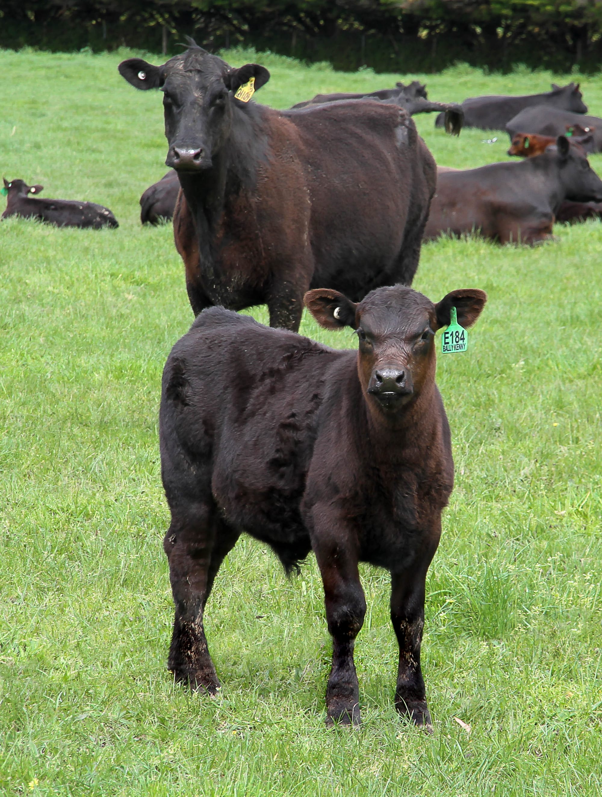 Shelter needed for livestock