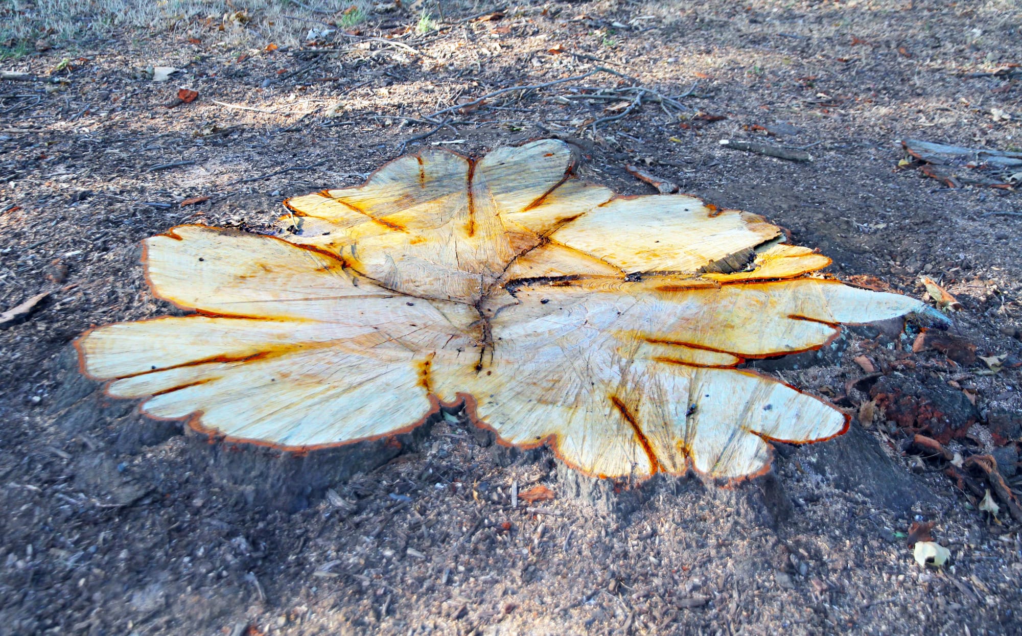 Refusal based on loss of trees