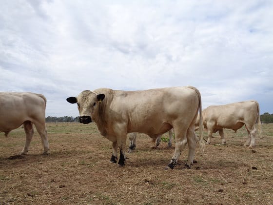 Structural soundness essential in bulls