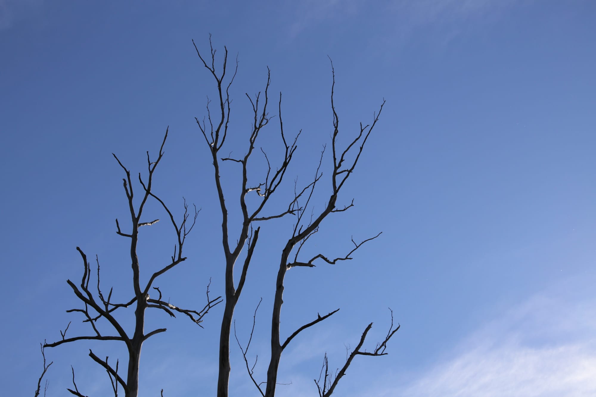 Countryside goes from green to brown