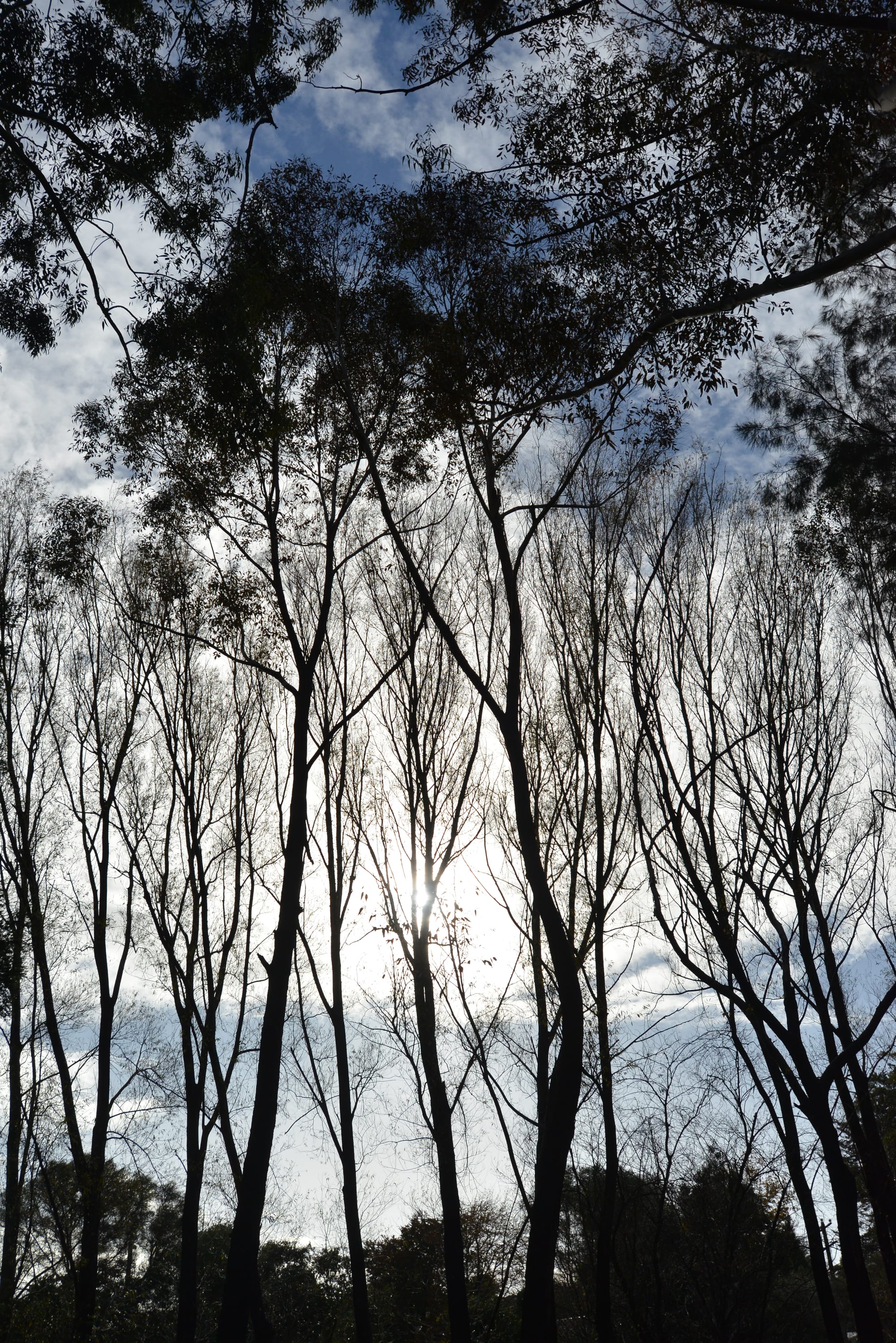 Claims forest taskforce lacks fire expert