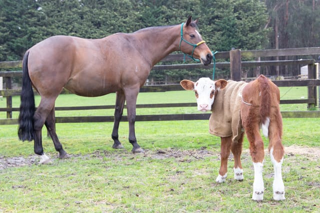 Horse & Calf - 26.08.2021