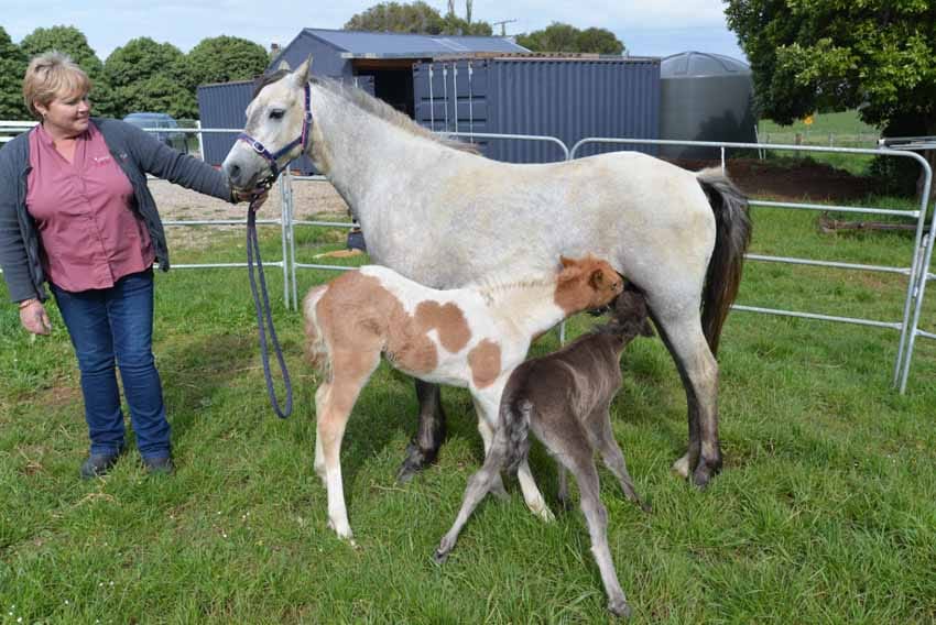 Shimmer comes to the rescue for a colt foal