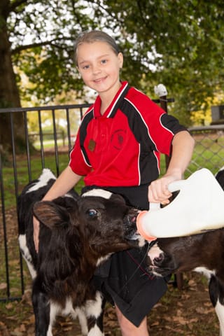 Nilma Primary School Calves - 20.05.2021 