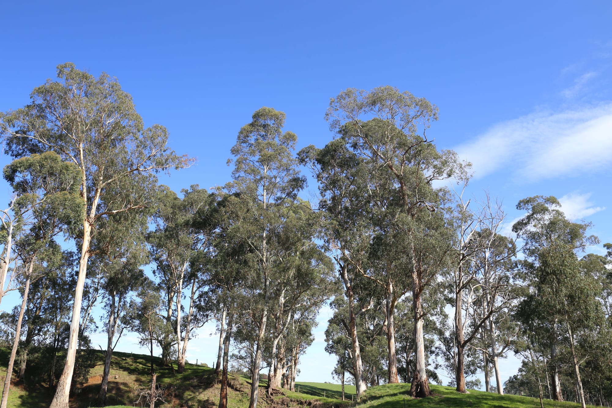 Tree management plans set