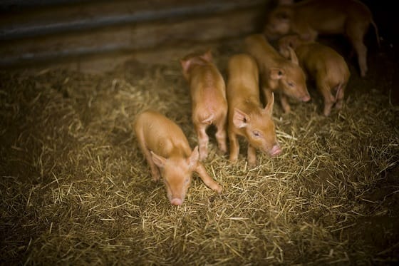 Things to remember when keeping pigs