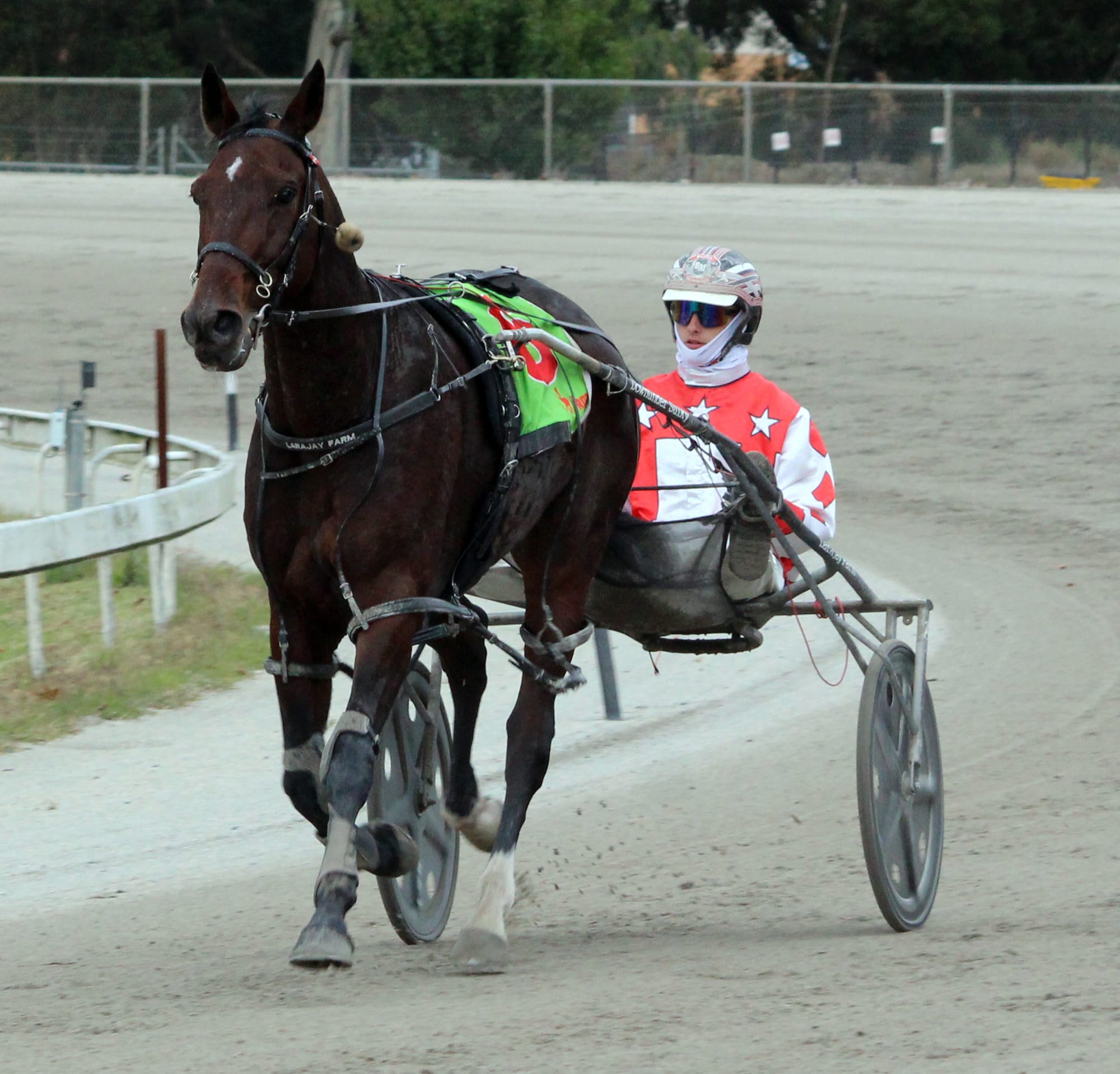 New date revives Warragul Pacing Bowl Cup