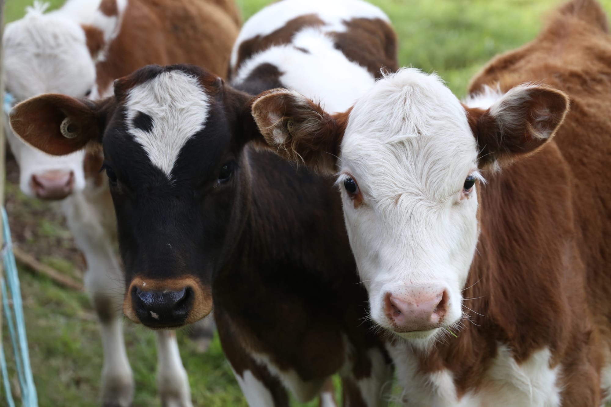 Solid results continue for dairy industry