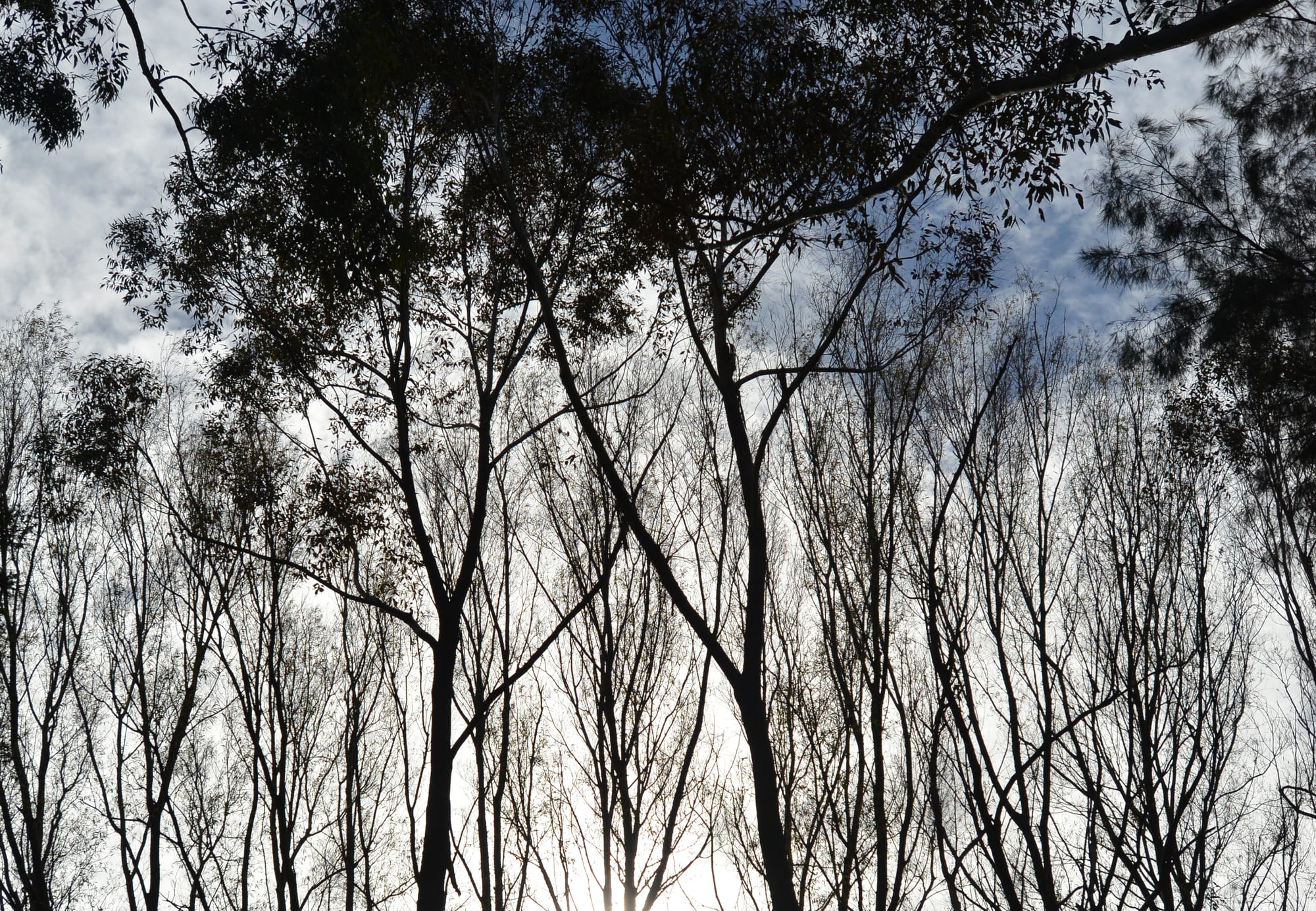 What do trees mean to you? Have your say