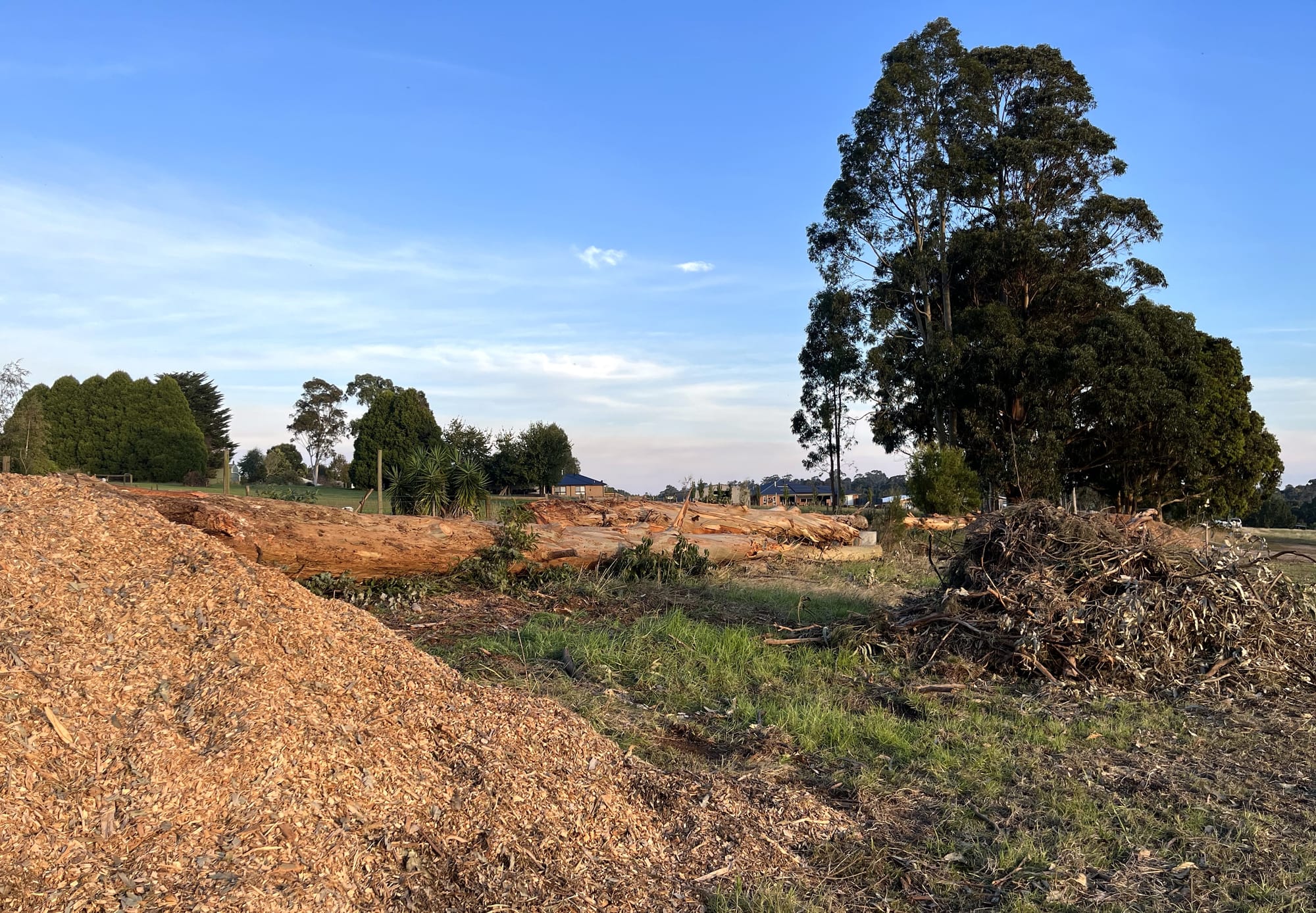 Anguish over tree removal