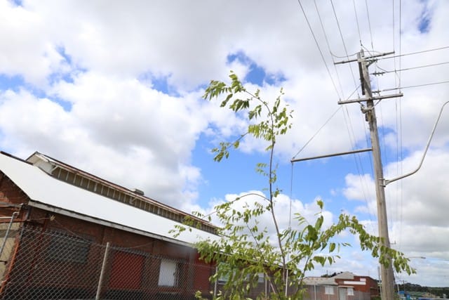 Tree decision will not be rushed