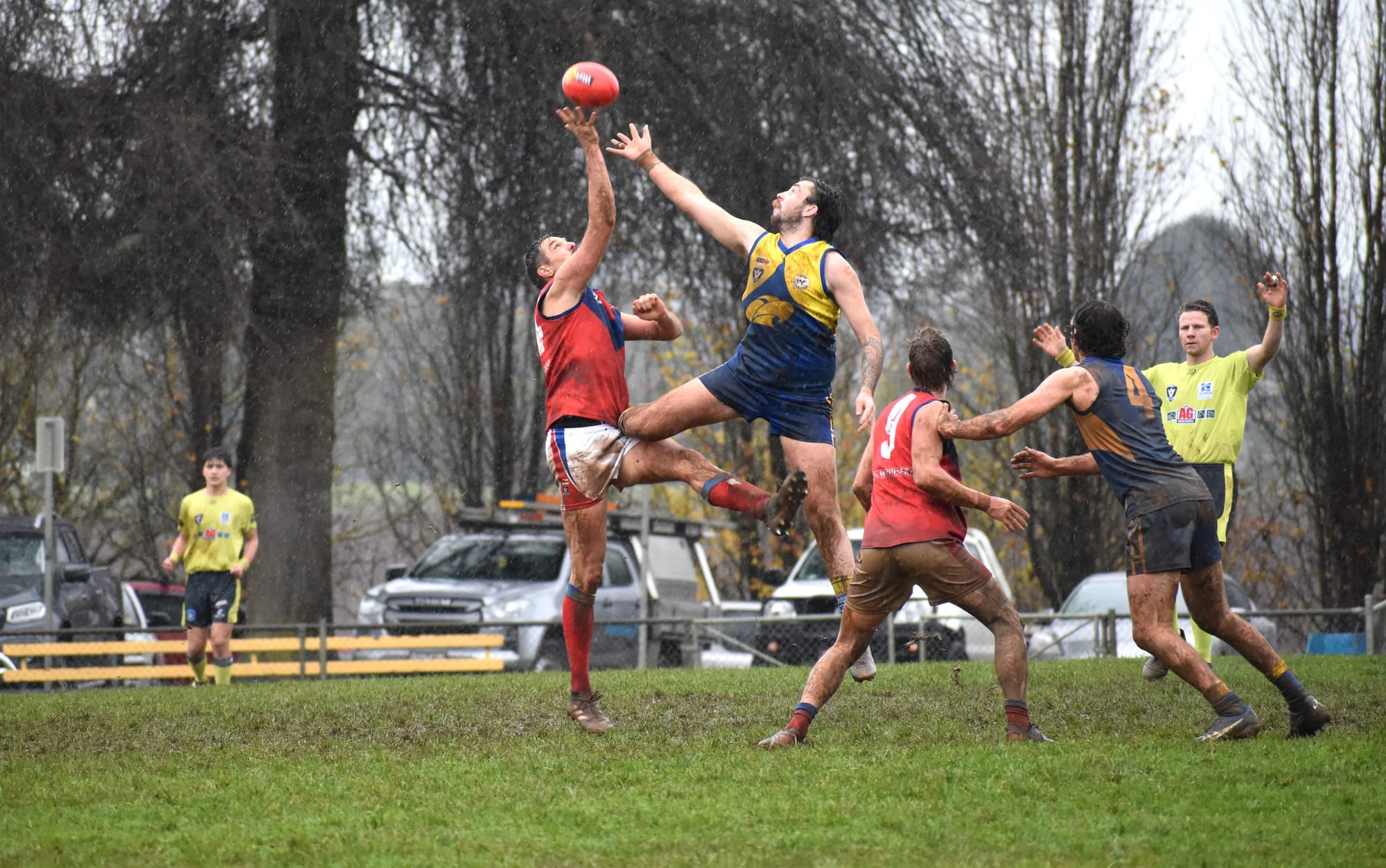 Lyrebirds or Eagles?