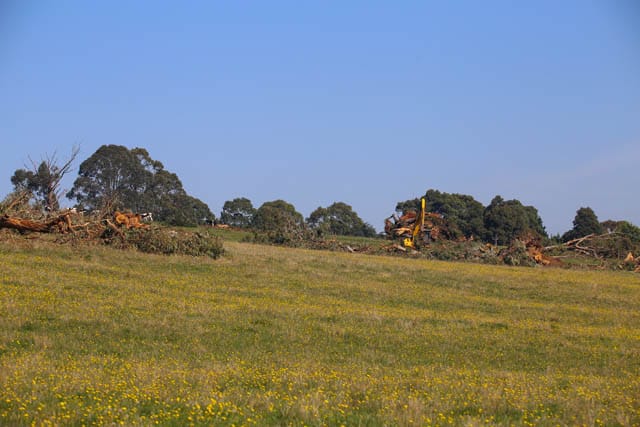 New Estate Trees from Selent Drive - 02.05.2023