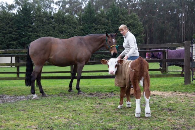 Horse & Calf - 26.08.2021  