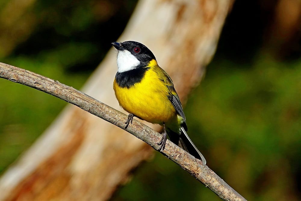 Community planting day completes restoration