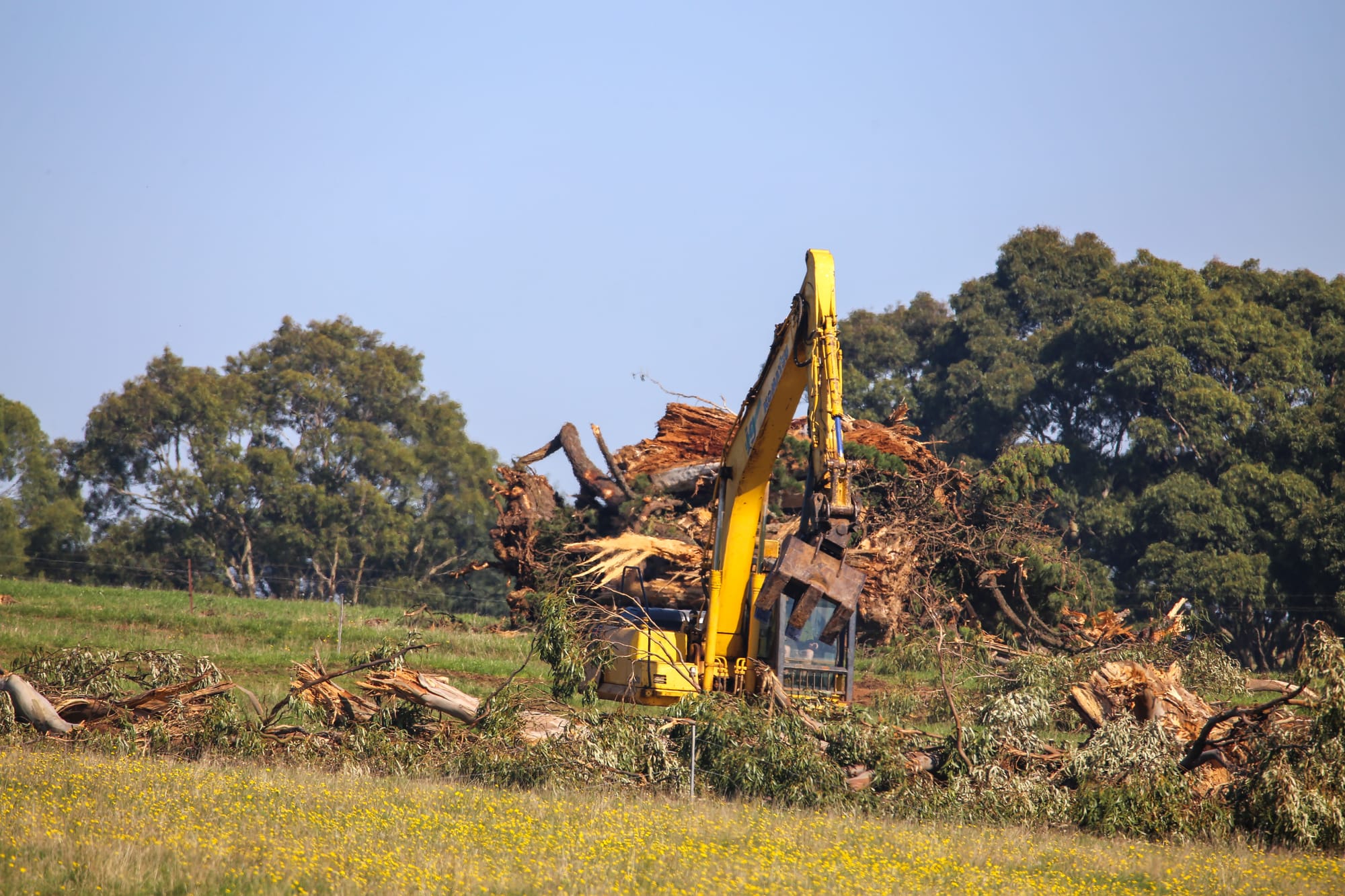 Anger at trees bulldozed