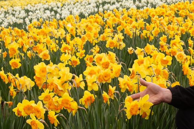 Spring Daffodils- 26.08.2021 