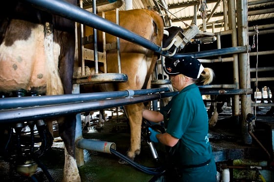 Leptospirosis - more than a case of the flu