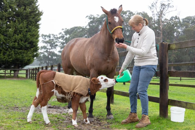 Horse & Calf - 26.08.2021  