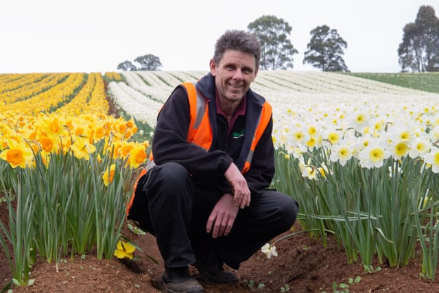 Spring Daffodils- 26.08.2021 