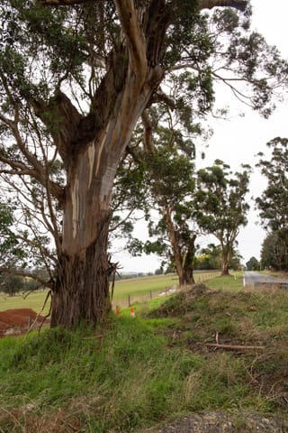 Friends of Warragul Trees - 15042021 