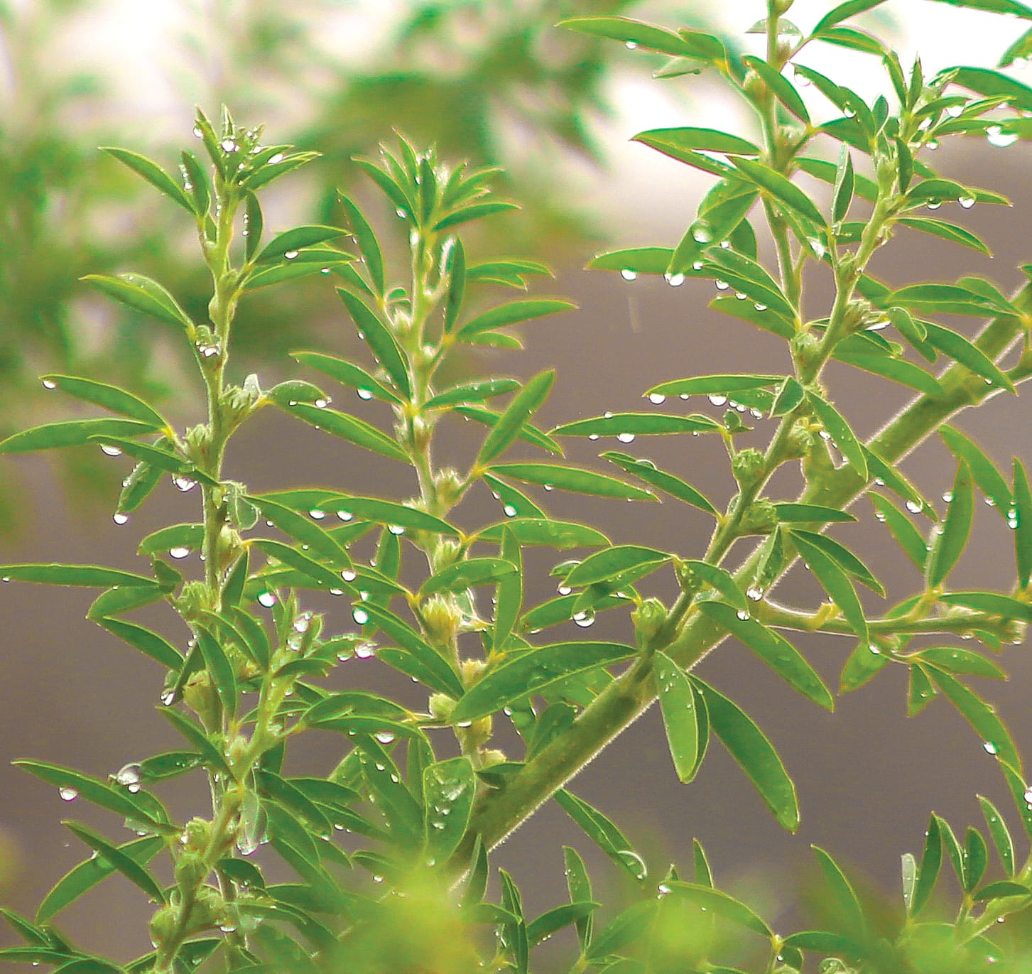 Rainfall continues below average