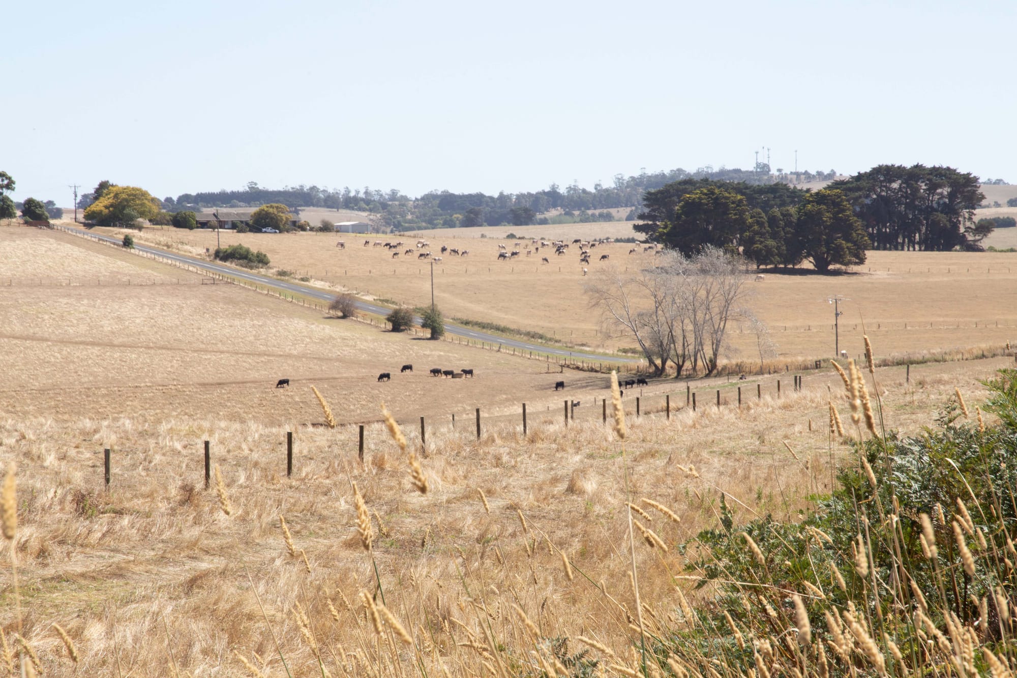 Dry Paddocks - 03.03.2022