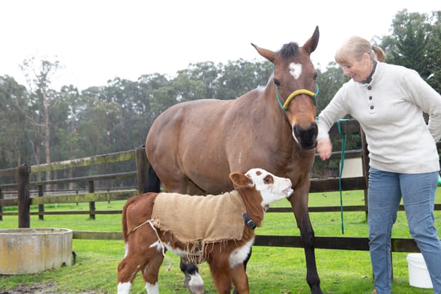 Horse & Calf - 26.08.2021  