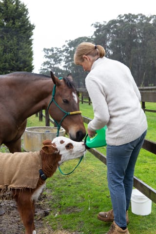 Horse & Calf - 26.08.2021  