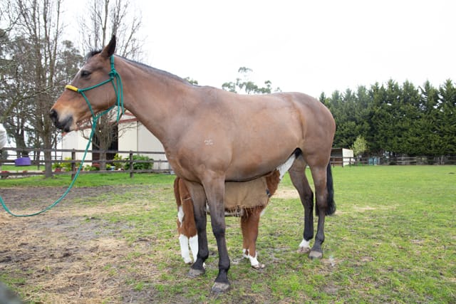 Horse & Calf - 26.08.2021  