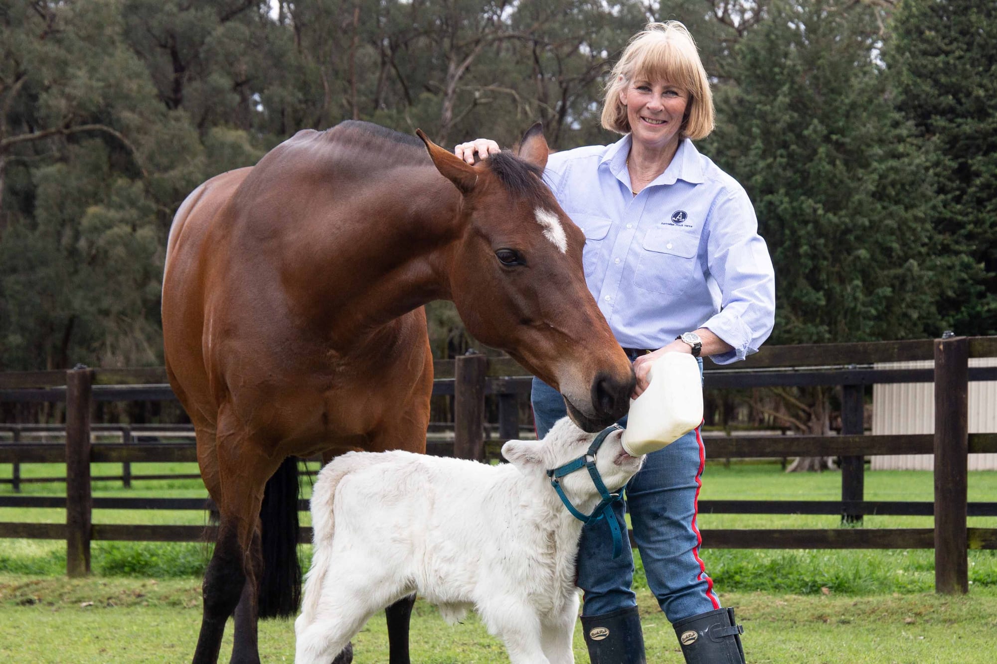 Orphaned calf finds comfort in new mare mother