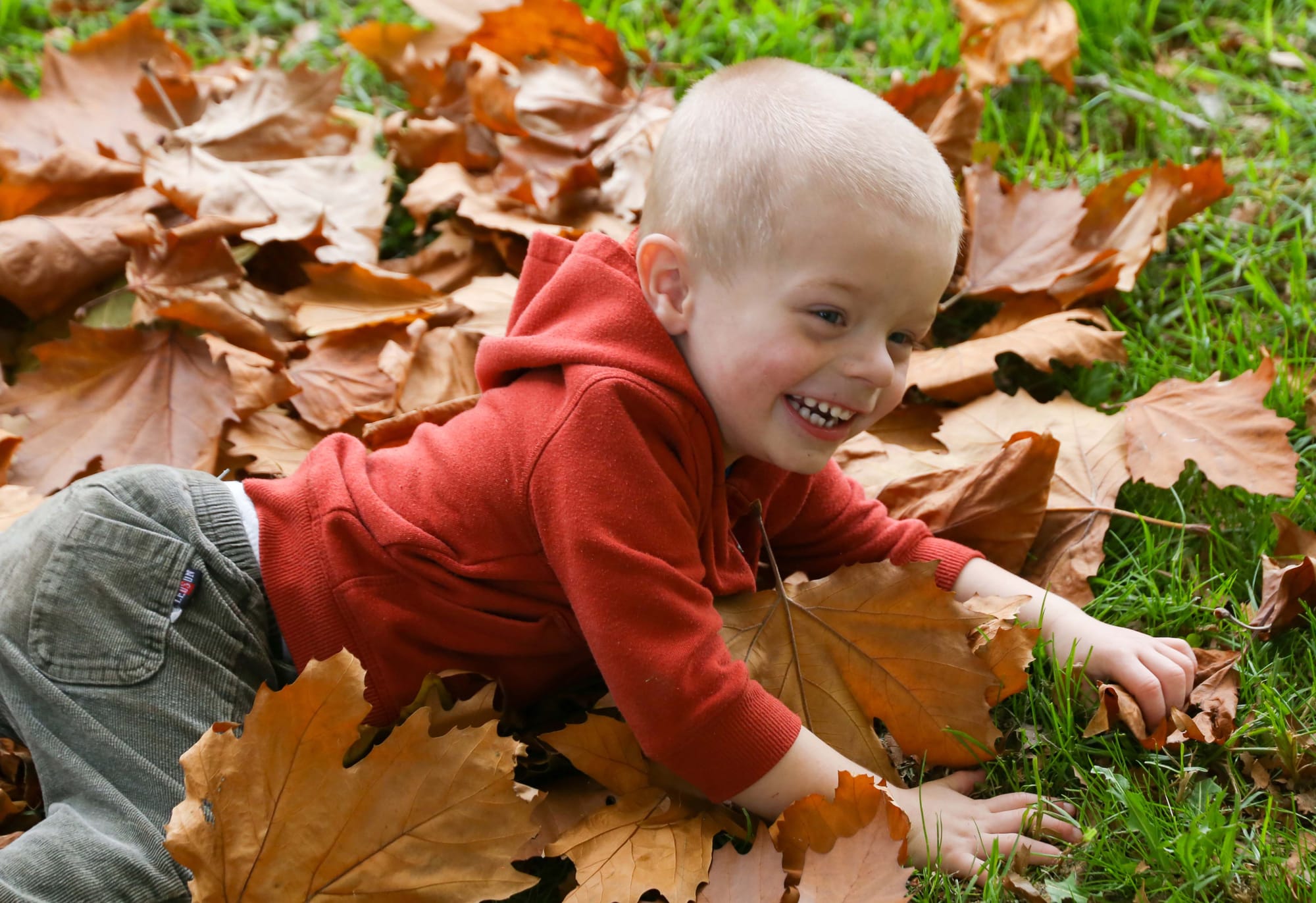 Autumn. 2 Year Old Carter - 07.06.2022