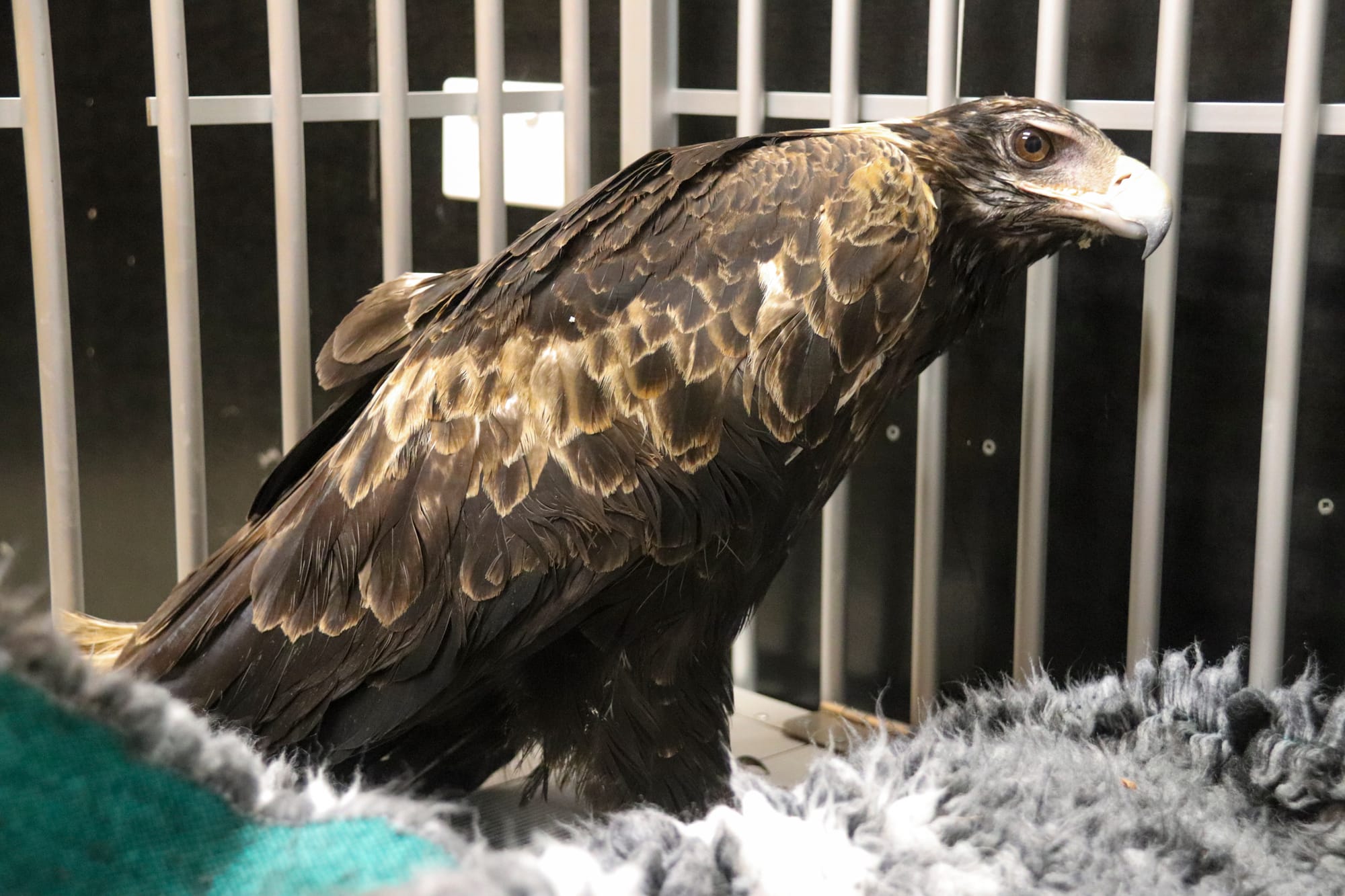 Rat bait a danger for pets and wildlife