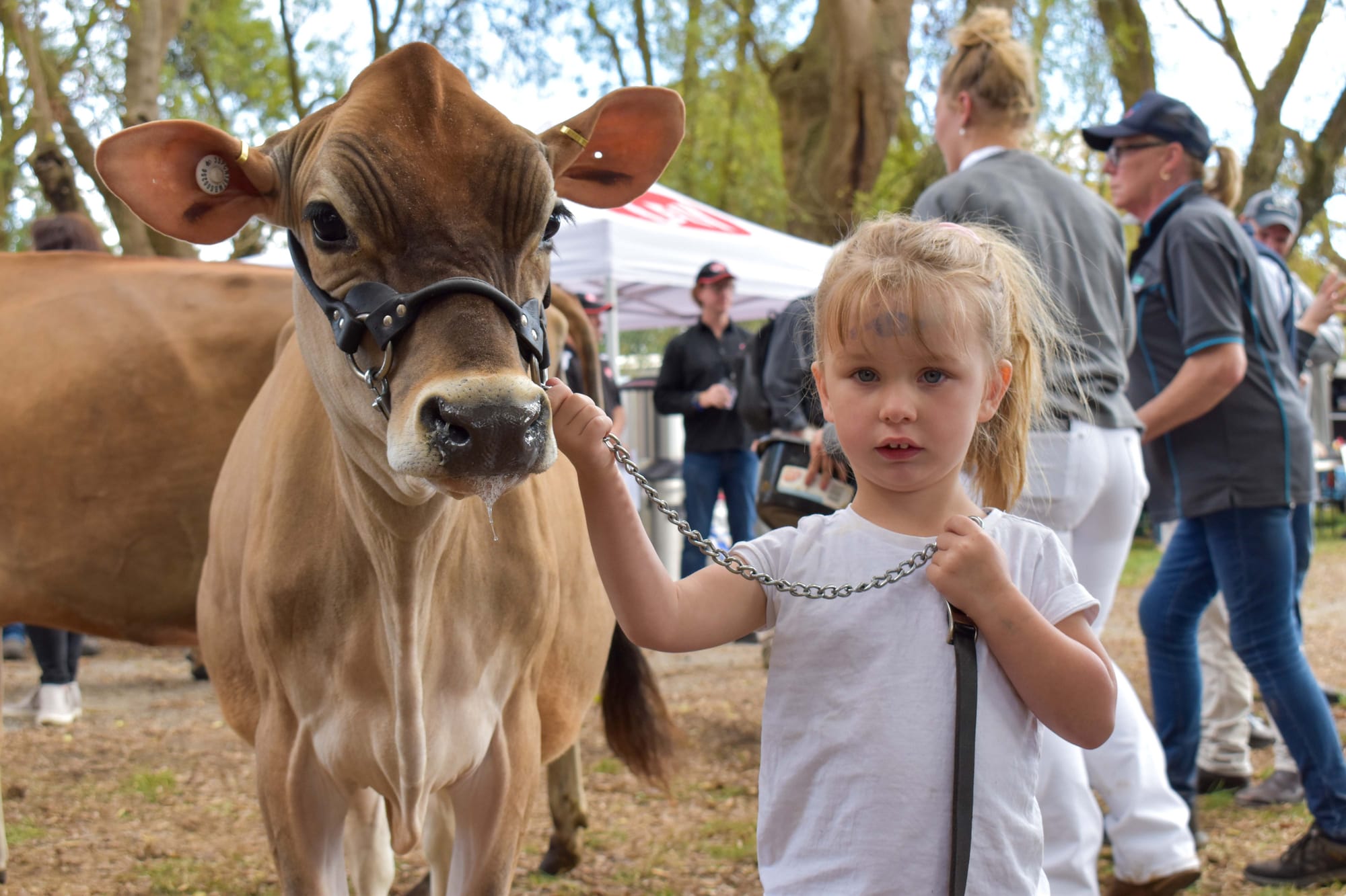 Jersey Cow Show 12.04.2022