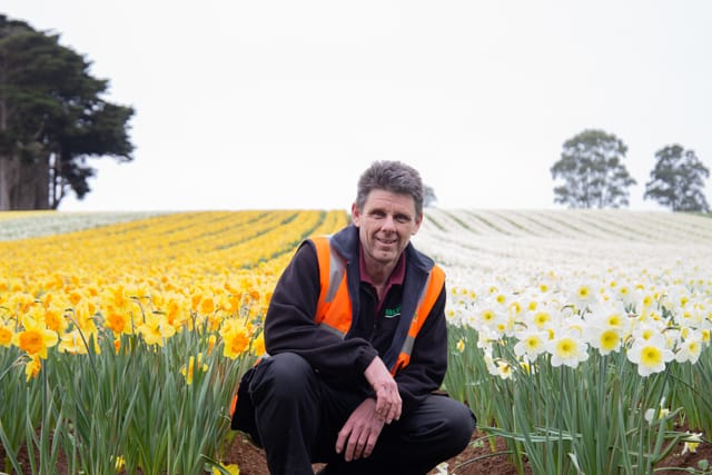 Spring Daffodils- 26.08.2021 