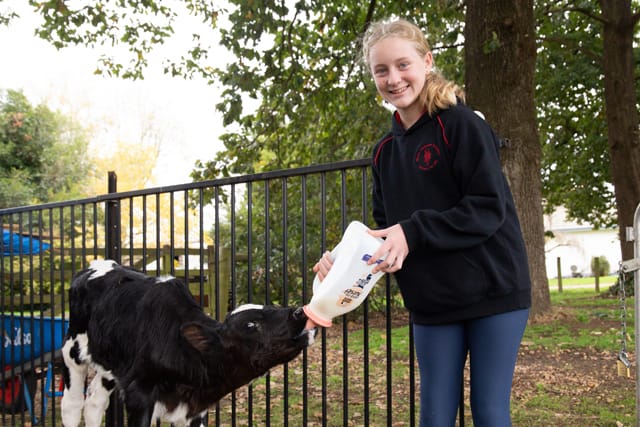 Nilma Primary School Calves - 20.05.2021