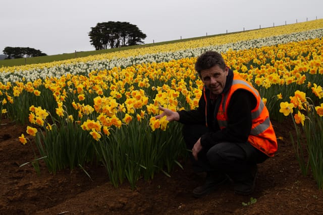 Spring Daffodils- 26.08.2021 