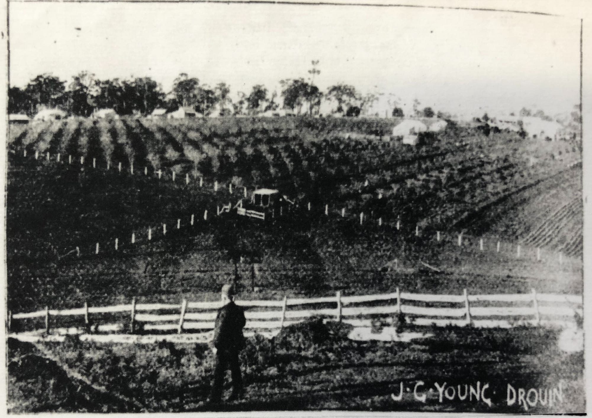 Snapshot of the past - Holly Tree Orchard