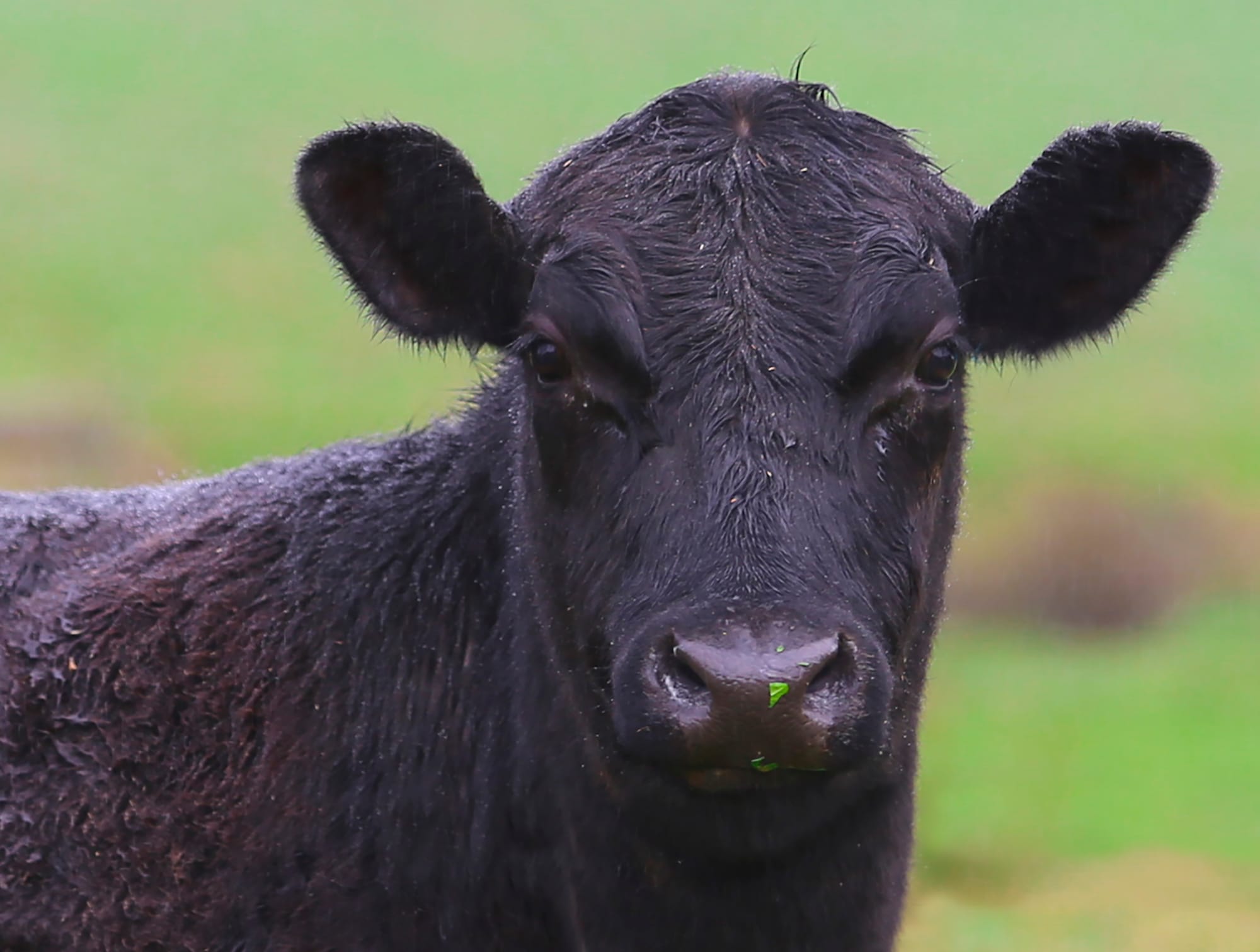 Silent herd health threats