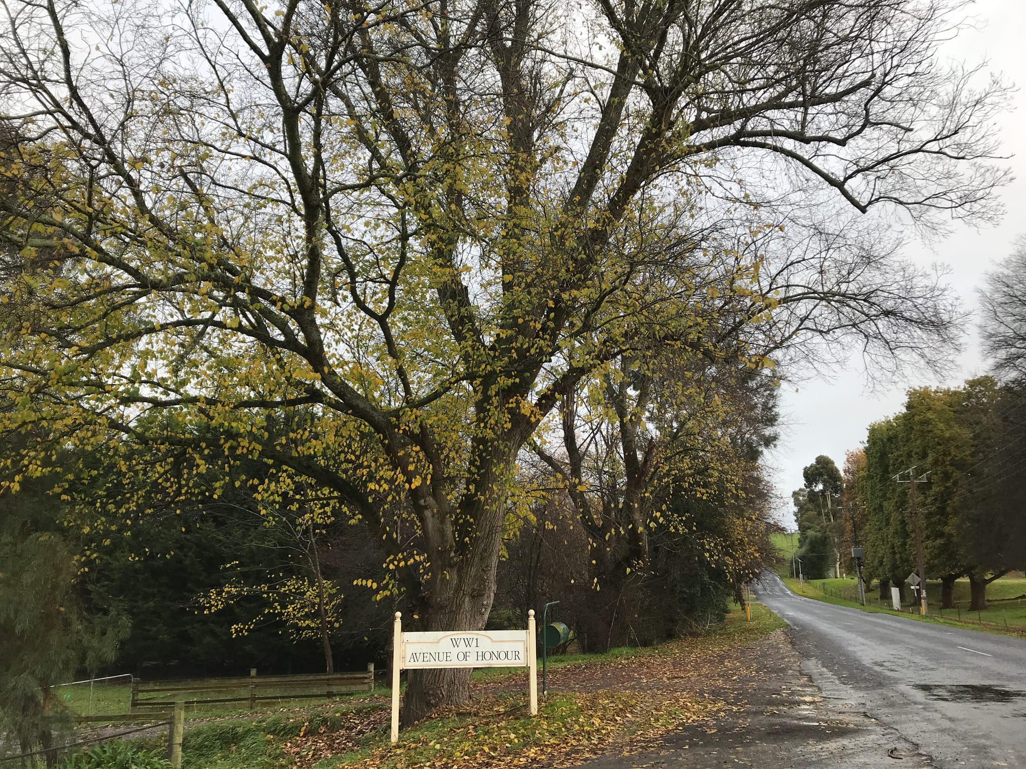 Buln Buln Avenue of Honour