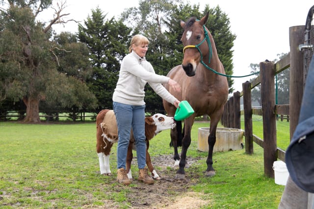 Horse & Calf - 26.08.2021  